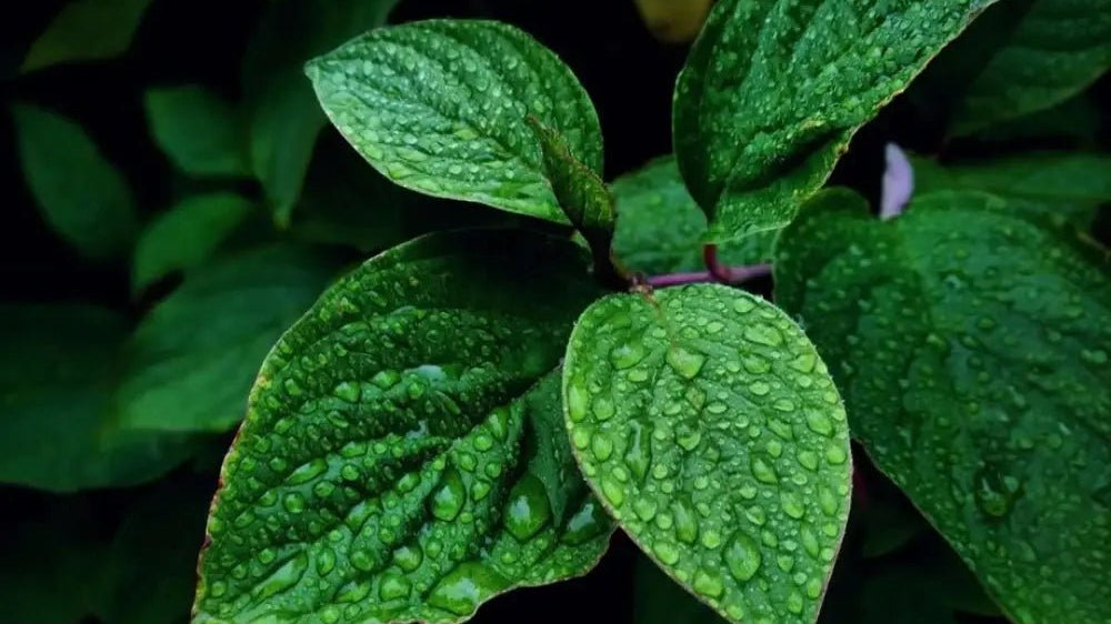 Aromatique