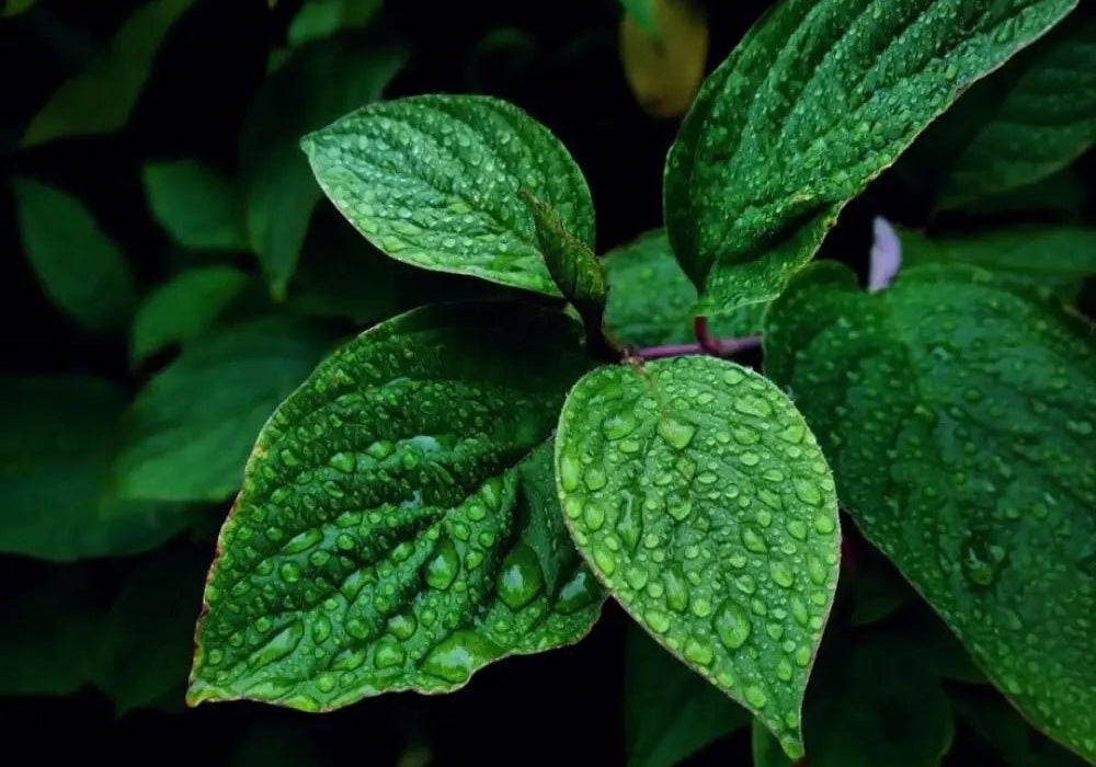 Aromatique